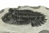 Detailed Hollardops Trilobite - Morocco #272458-2